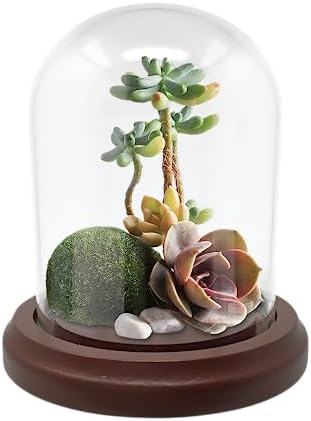 BANBERRY DESIGNS Clear Glass Dome with Hook and Wooden Base