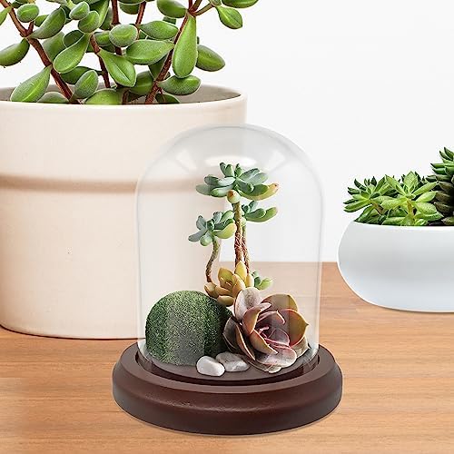 BANBERRY DESIGNS Clear Glass Dome with Hook and Wooden Base