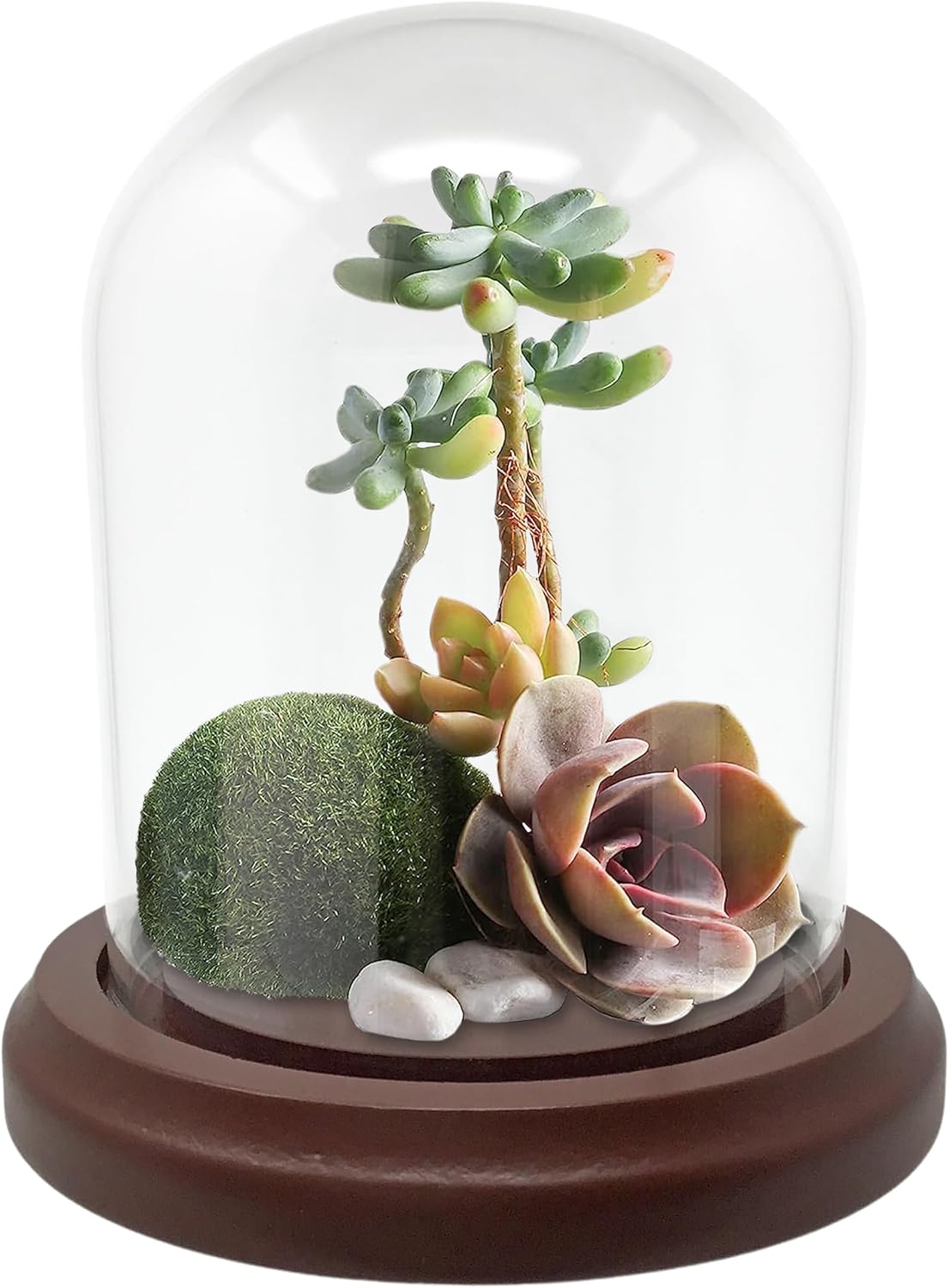 BANBERRY DESIGNS Clear Glass Dome with Hook and Wooden Base
