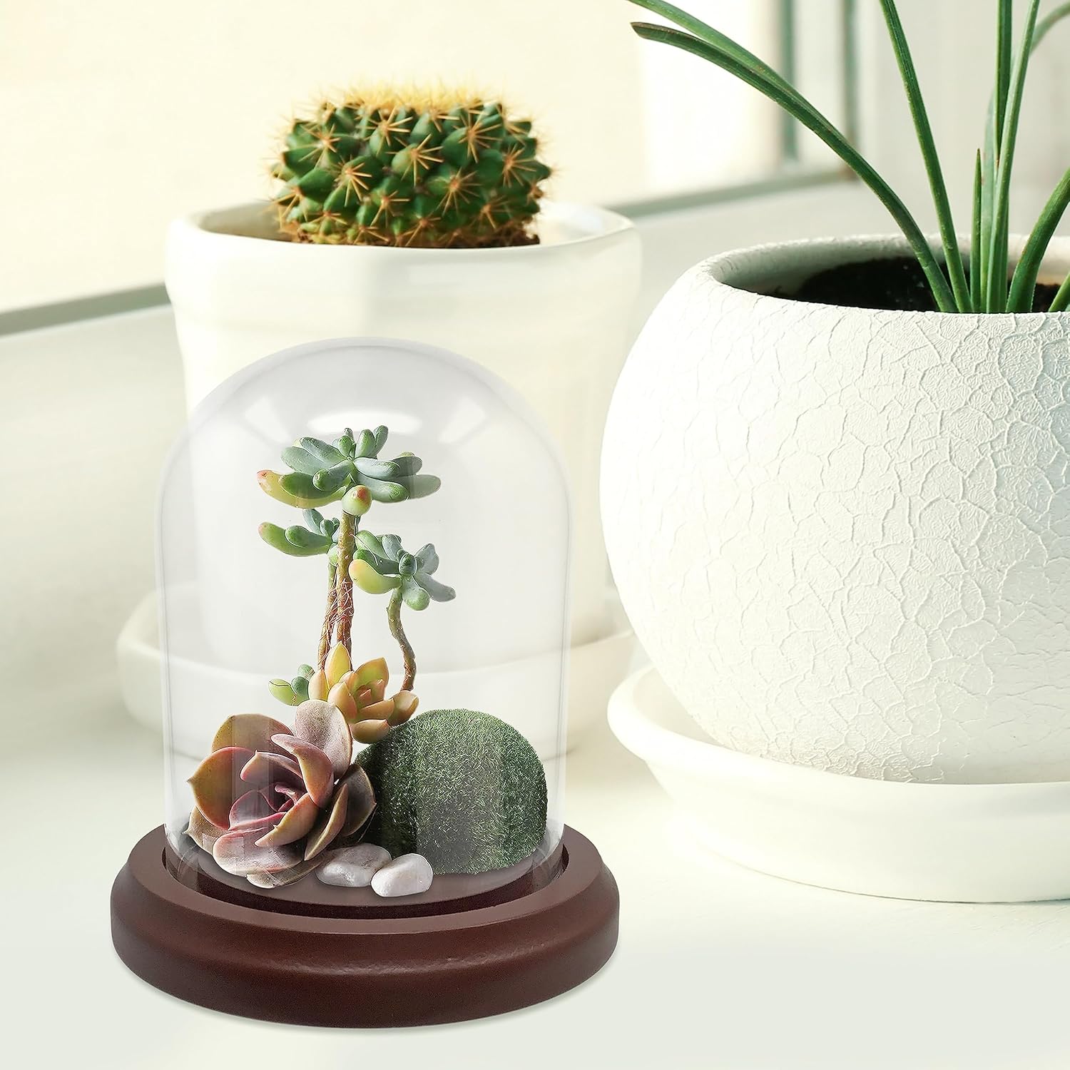 BANBERRY DESIGNS Clear Glass Dome with Hook and Wooden Base